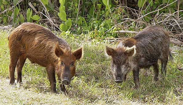 feral-hogs-florida-wild-boar-razorback